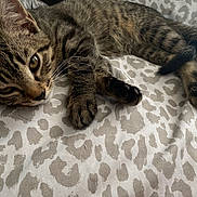 Montavious is registered to the contest to win money with this photo: kitten, tabby, cat, pet, animal, feline, whiskers, paw, fur, bed, blanket, pattern, resting, cute, domestic_animal, young, sleepy, closeup, indoor, relaxed