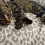 kitten, tabby, cat, pet, animal, feline, whiskers, paw, fur, bed, blanket, pattern, resting, cute, domestic_animal, young, sleepy, closeup, indoor, relaxed