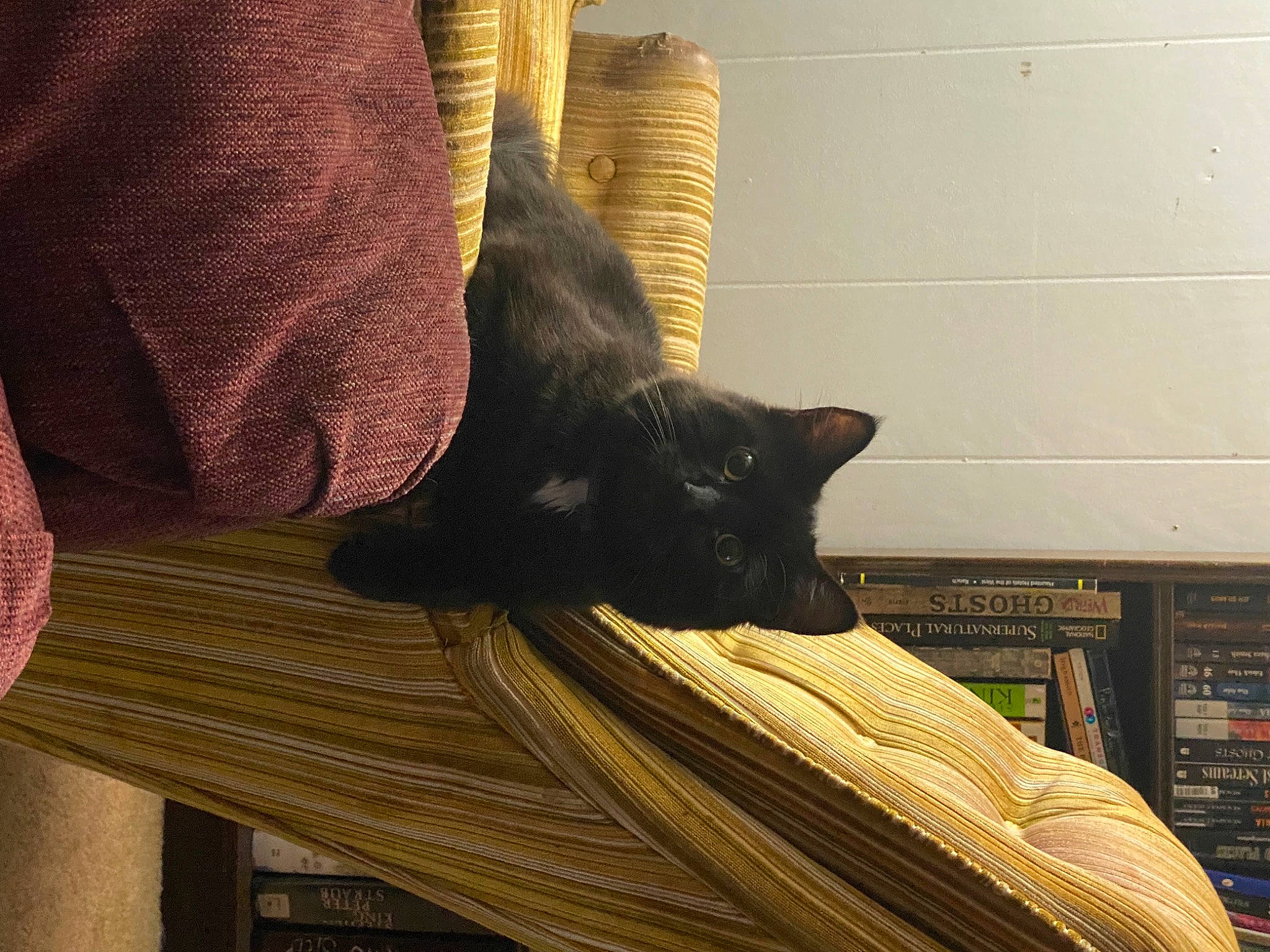 Sir Flooferpoof joined the competition — help win amazing prizes! black_cat, carnivore, cat, comfort, domestic_short_haired_cat, felidae, flooring, fur, hardwood, human_leg, linens, room, small_to_medium_sized_cats, snout, tail, textile, tints_and_shades, whiskers, wood, wood_stain