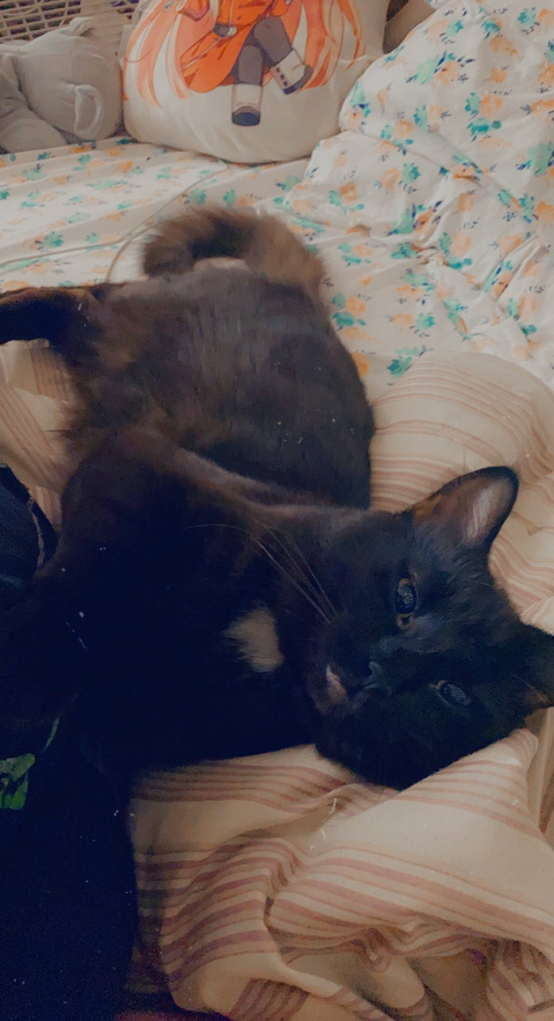 Sir Flooferpoof is registered to the contest to win money with this photo: bed, black_cat, carnivore, cat, cloud, comfort, domestic_short_haired_cat, fawn, felidae, fur, grey, linens, mammal, nap, room, small_to_medium_sized_cats, snout, tail, vertebrate, whiskers