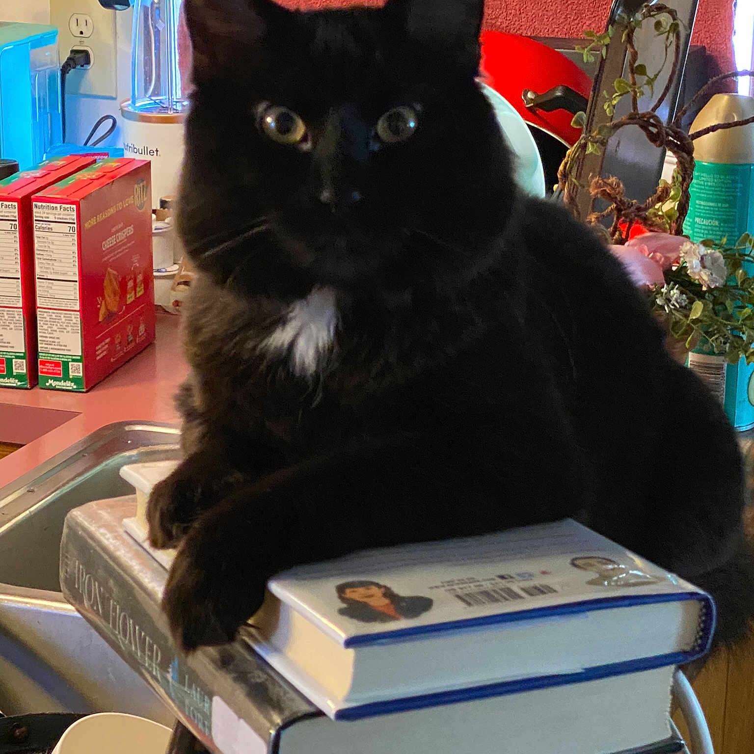 Sir Flooferpoof is registered to the contest to win money with this photo: black_cat, blue, bombay, book, box, cardboard, carnivore, cat, domestic_short_haired_cat, electric_blue, felidae, fur, gadget, publication, room, sitting, small_to_medium_sized_cats, snout, tail, whiskers