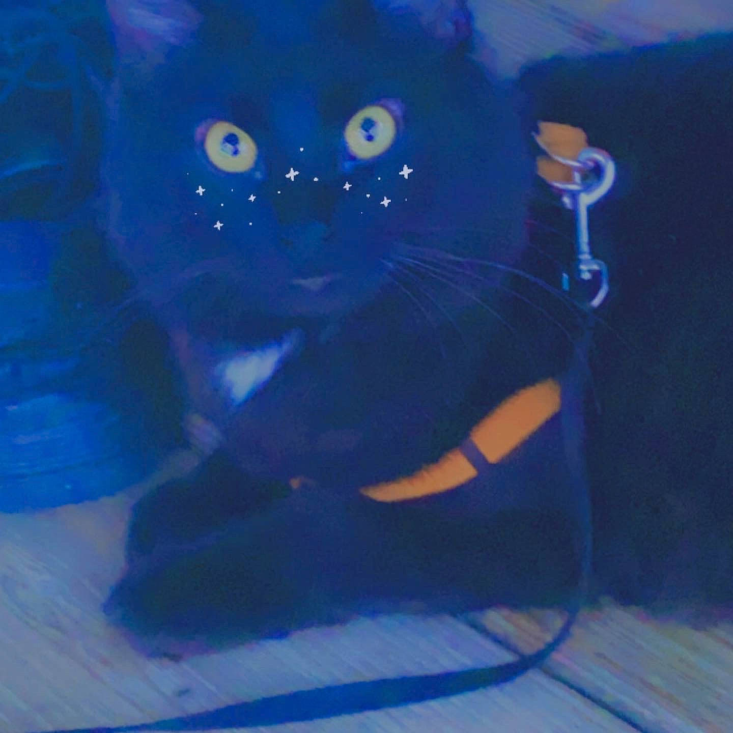 Sir Flooferpoof is registered to the contest to win money with this photo: art, azure, bag, black_cat, blue, carnivore, cat, electric_blue, eyewear, fashion_accessory, felidae, fur, glasses, moustache, personal_protective_equipment, small_to_medium_sized_cats, snout, tail, vision_care, whiskers