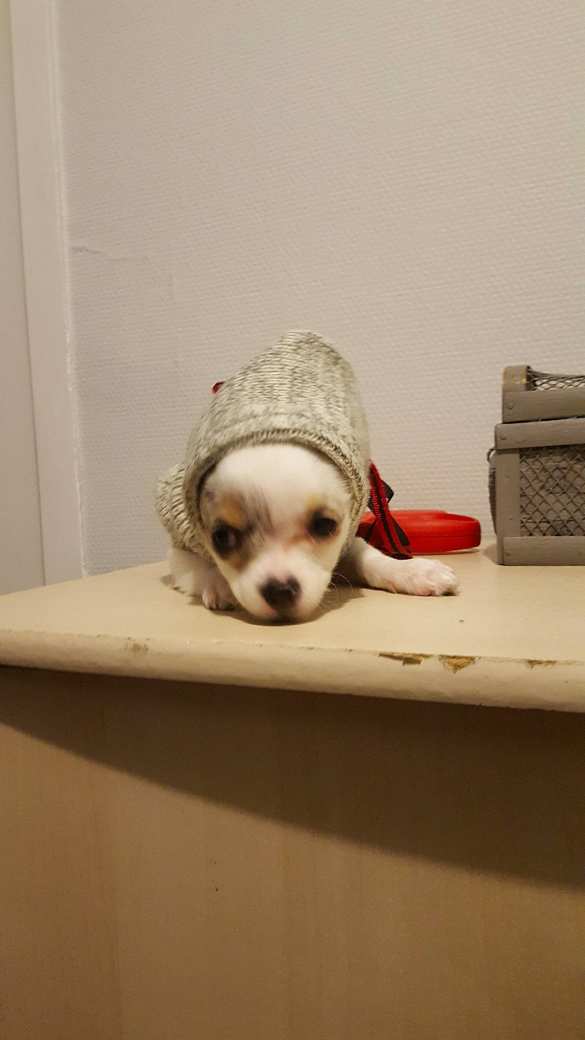 Rubis a rejoint le concours — aidez-le/la à gagner de superbes lots ! canidae, carnivore, comfort, companion_dog, dog, dog_breed, eyewear, fawn, flooring, fur, grey, paw, pet_supply, serveware, sitting, snout, sporting_group, toy_dog, whiskers, wood