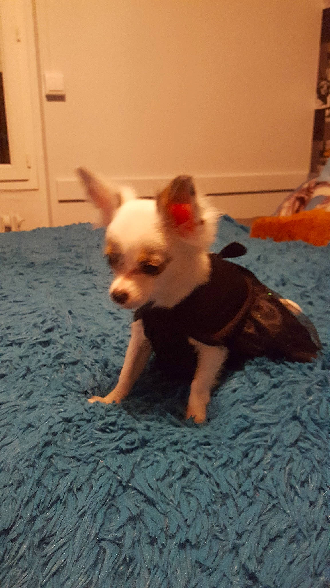 Rubis a rejoint le concours — aidez-le/la à gagner de superbes lots ! canidae, carnivore, companion_dog, dog, dog_breed, dog_supply, door, ear, eye, fawn, floor, flooring, fur, snout, sporting_group, tail, toy_dog, whiskers, wood, working_animal