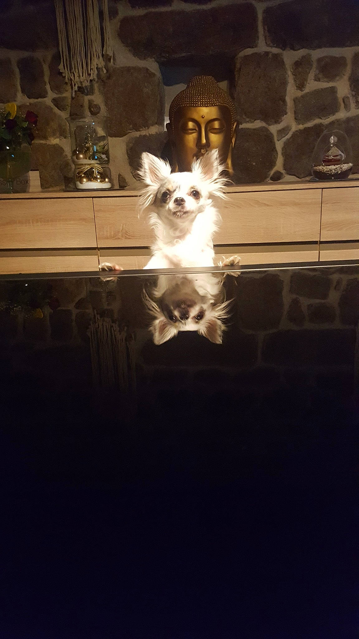 Rubis a rejoint le concours — aidez-le/la à gagner de superbes lots ! canidae, carnivore, companion_dog, darkness, dog, dog_breed, door, drawer, felidae, flash_photography, flooring, houseplant, monochrome, monochrome_photography, small_to_medium_sized_cats, sporting_group, tints_and_shades, toy_dog, whiskers, window