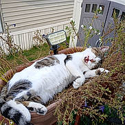 Herman joined the competition — help win amazing prizes! animal, cat, feline, flower_pot, garden, greenery, nature, outdoor, paw, pet, plants, relaxed, resting, shed, sleeping, tabby, whiskers, white_fur, wooden_railing, yawning