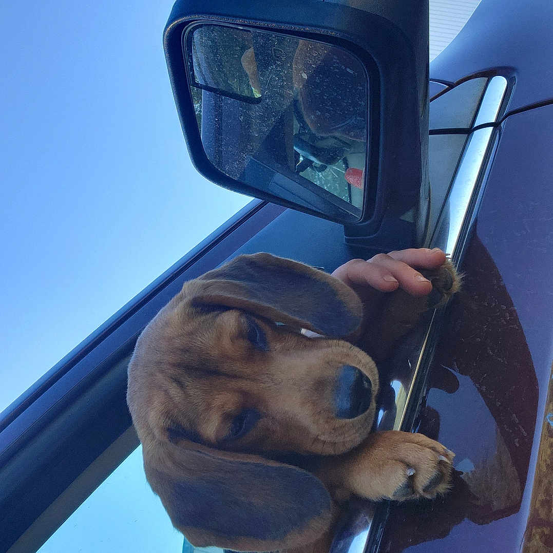 Odie joined the competition — help win amazing prizes! adult, alloywheel, animal, canine, car, car_exterior, carmirror, carwheel, dog, hound, machine, male, man, mirror, person, pet, spoke, tire, transportation, vehicle