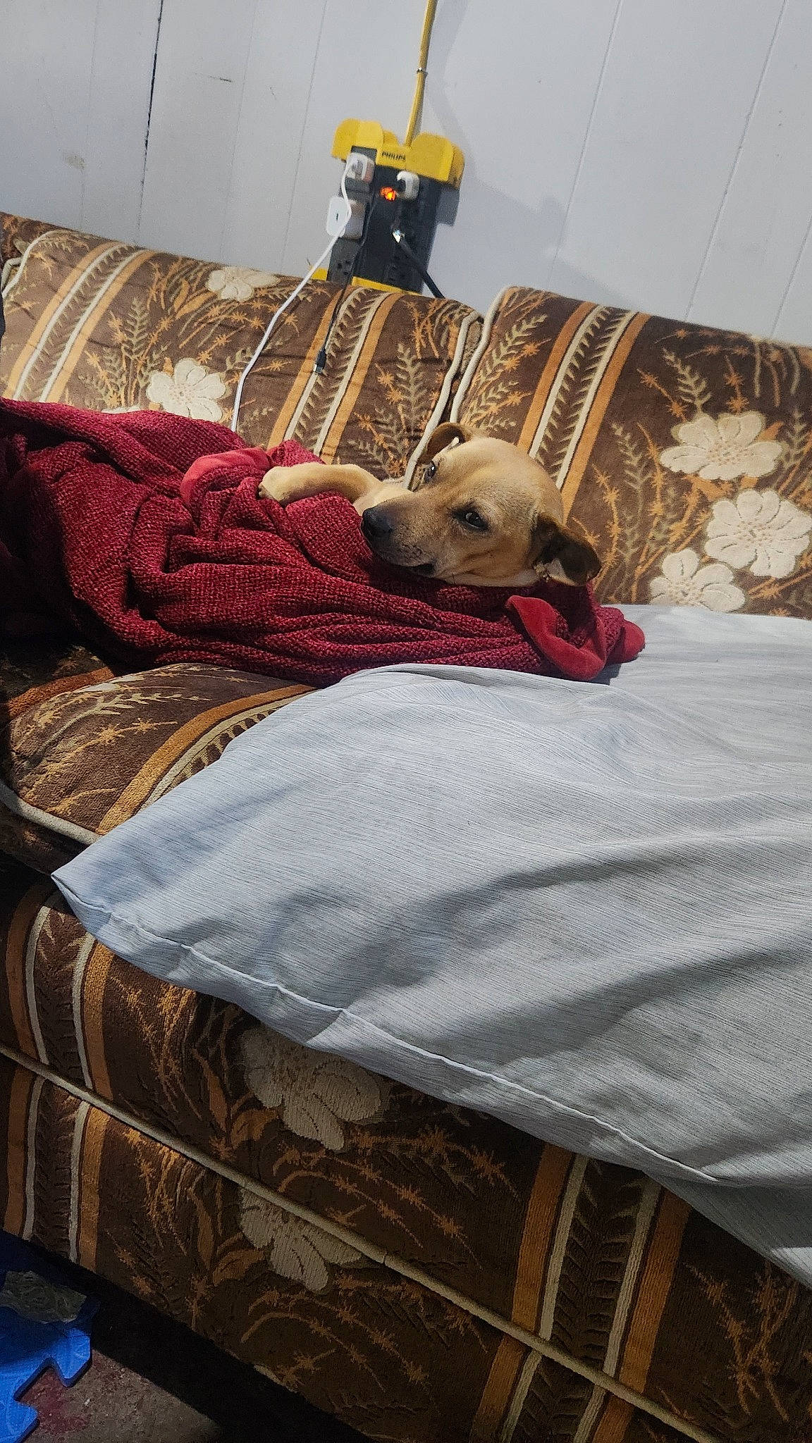 Dozer joined the competition — help win amazing prizes! bed, bed_sheet, bedding, bedroom, carnivore, comfort, companion_dog, dog, dog_breed, duvet, fawn, floor, flooring, fur, hardwood, linens, room, sporting_group, textile, wood