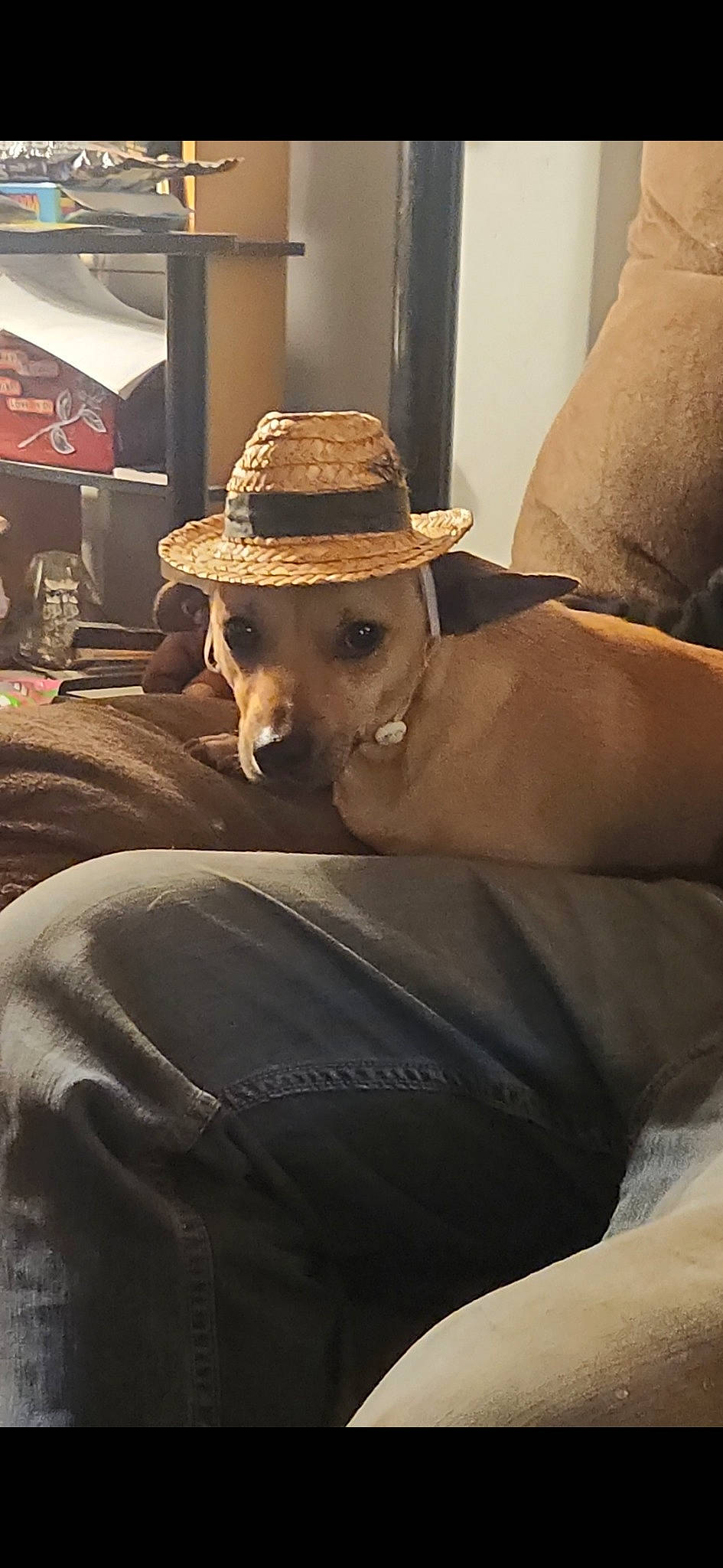 Dozer is registered to the contest to win money with this photo: art, automotive_design, canidae, comfort, companion_dog, cowboy_hat, dog_breed, eyewear, fashion_accessory, fashion_design, fawn, flooring, fur, hat, sitting, sporting_group, sun_hat, textile, wood, working_animal