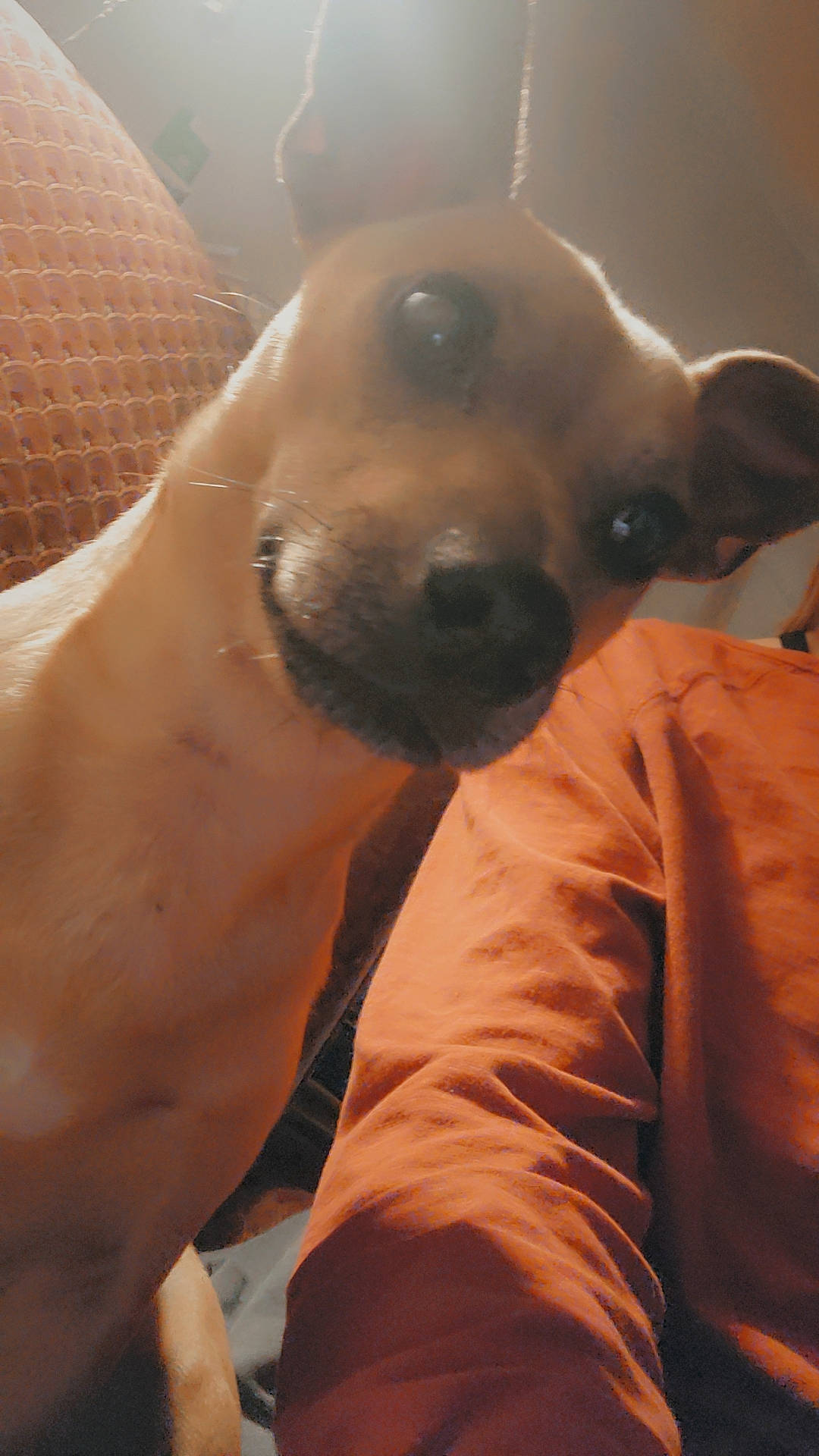 Dozer is registered to the contest to win money with this photo: abdomen, barechested, canidae, carnivore, chest, companion_dog, dog, dog_breed, ear, fawn, fur, selfie, smile, snout, sporting_group, terrestrial_animal, toy_dog, trunk, whiskers, working_animal