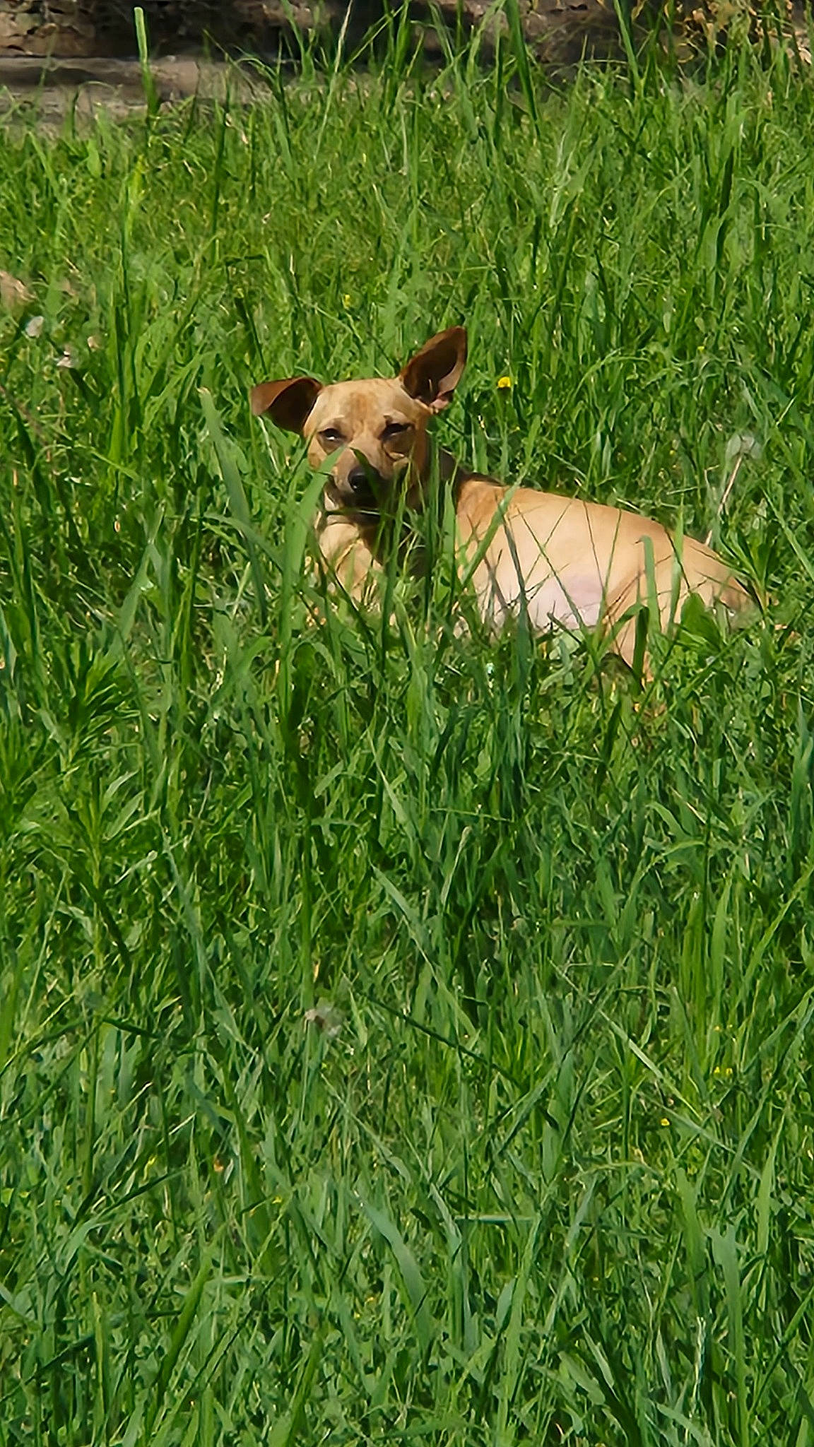 Dozer is registered to the contest to win money with this photo: agriculture, canidae, carnivore, companion_dog, dog, dog_breed, fawn, field, grass, grassland, groundcover, herbaceous_plant, meadow, natural_landscape, pasture, plant, prairie, sporting_group, terrestrial_animal, working_animal