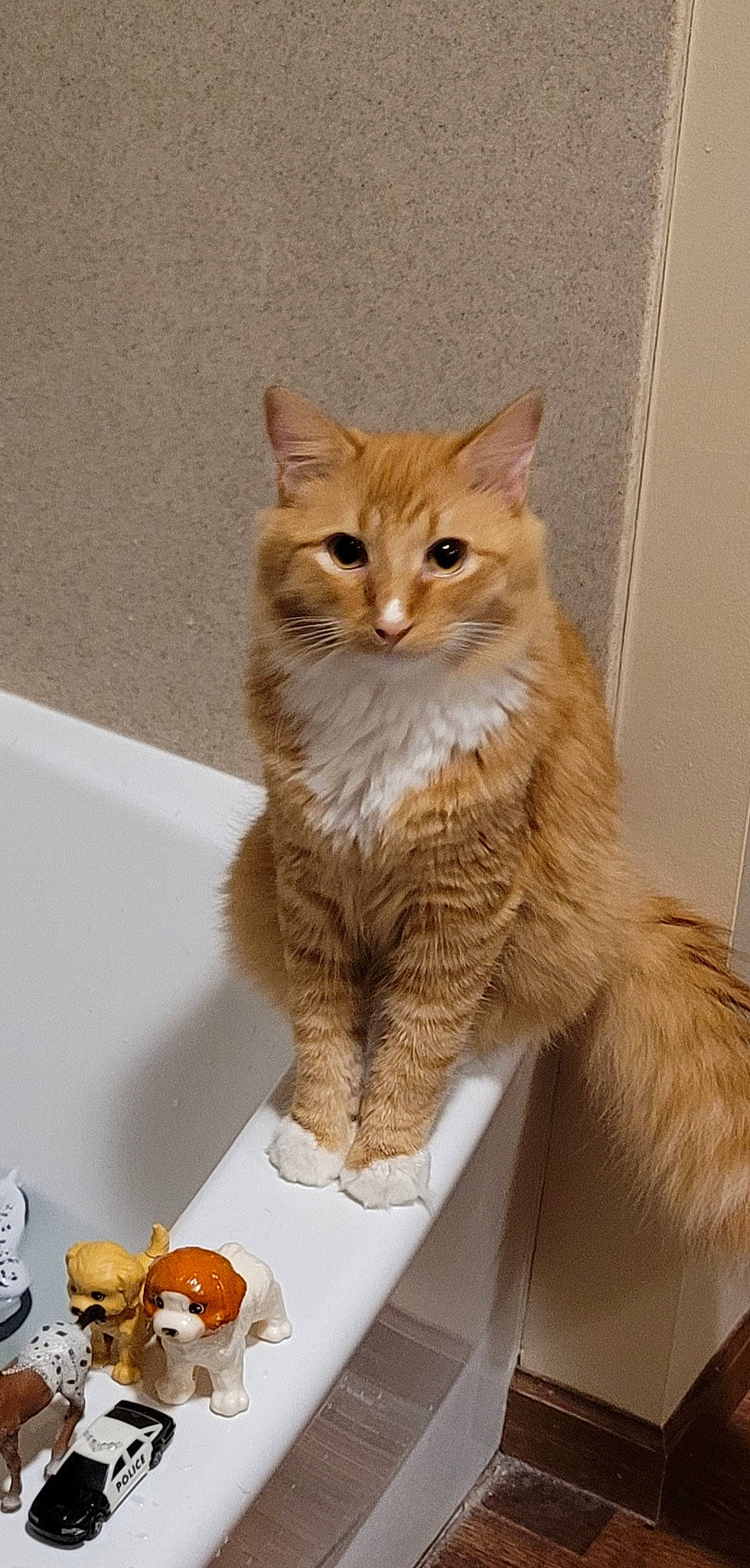 Simba is registered to the contest to win money with this photo: box, carnivore, cat, cat_supply, claw, domestic_short_haired_cat, fawn, felidae, fur, pet_supply, plate, serveware, small_to_medium_sized_cats, snout, tableware, tail, terrestrial_animal, toy, whiskers, window