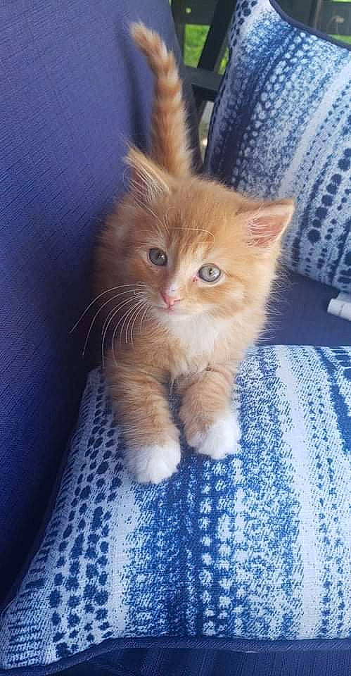 Simba joined the competition — help win amazing prizes! blue, carnivore, cat, claw, comfort, domestic_short_haired_cat, electric_blue, fawn, felidae, flooring, fur, iris, paw, small_to_medium_sized_cats, snout, tail, textile, whiskers, wood, woven_fabric