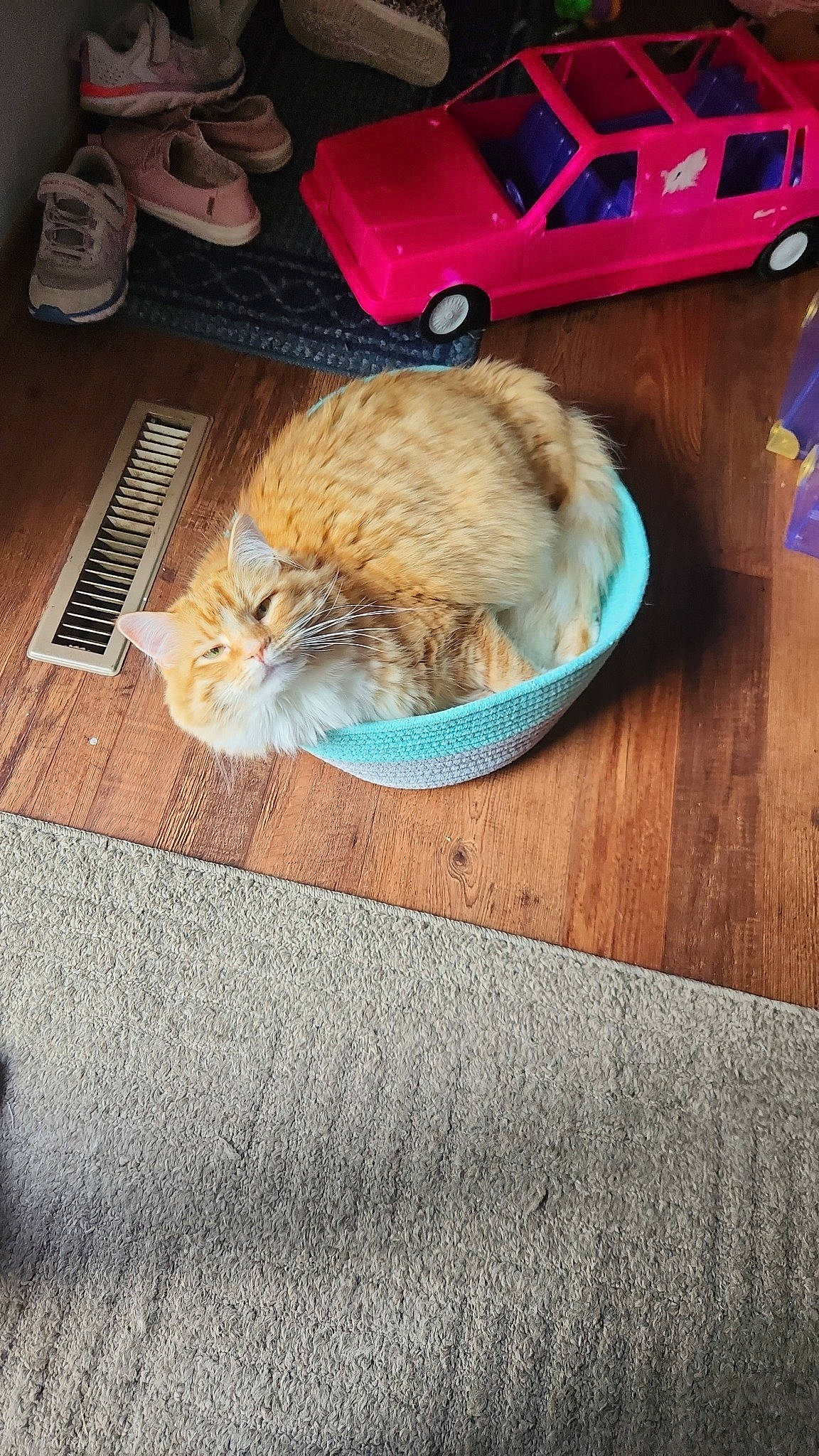 Nugget is registered to the contest to win money with this photo: carnivore, cat, comfort, companion_dog, domestic_short_haired_cat, fawn, felidae, floor, flooring, fur, grass, hardwood, lap, plant, room, sitting, small_to_medium_sized_cats, tail, whiskers, wood