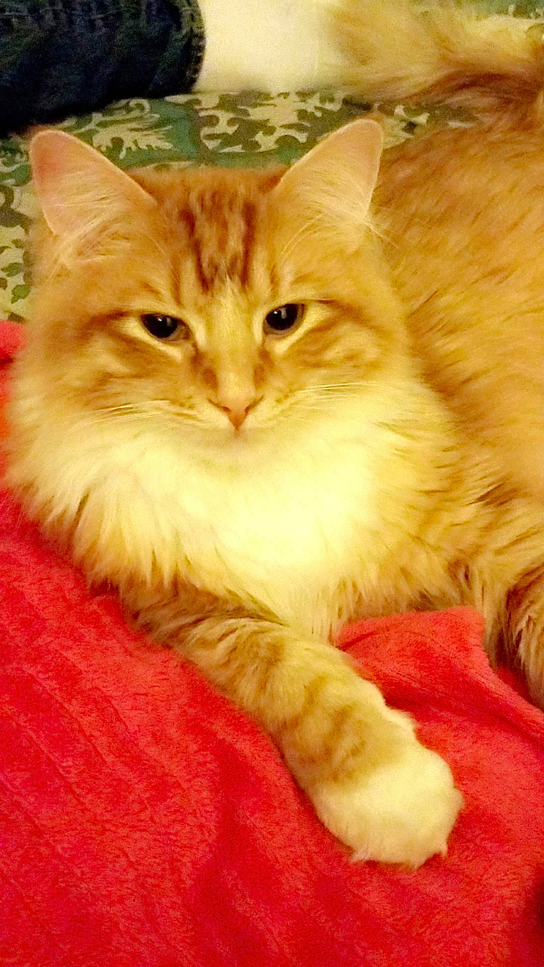 Nugget is registered to the contest to win money with this photo: carnivore, cat, claw, comfort, domestic_short_haired_cat, event, fawn, felidae, fur, paw, peach, small_to_medium_sized_cats, snout, tail, whiskers, wood