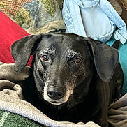 Lady joined the competition — help win amazing prizes! dog, black_dog, pet, blanket, cushion, backpack, indoor, resting, closeup, fur, face, ears, nose, eyes, cozy, comfort, home, animal, mammal, portrait
