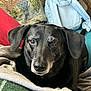 dog, black_dog, pet, blanket, cushion, backpack, indoor, resting, closeup, fur, face, ears, nose, eyes, cozy, comfort, home, animal, mammal, portrait