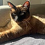 abyssinian, animal, cat, couch, furniture, kitten, manx, pet, siamese