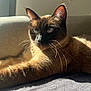 abyssinian, animal, cat, kitten, manx, pet, siamese