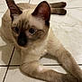 animal, cat, kitten, pet, siamese, tile, wood