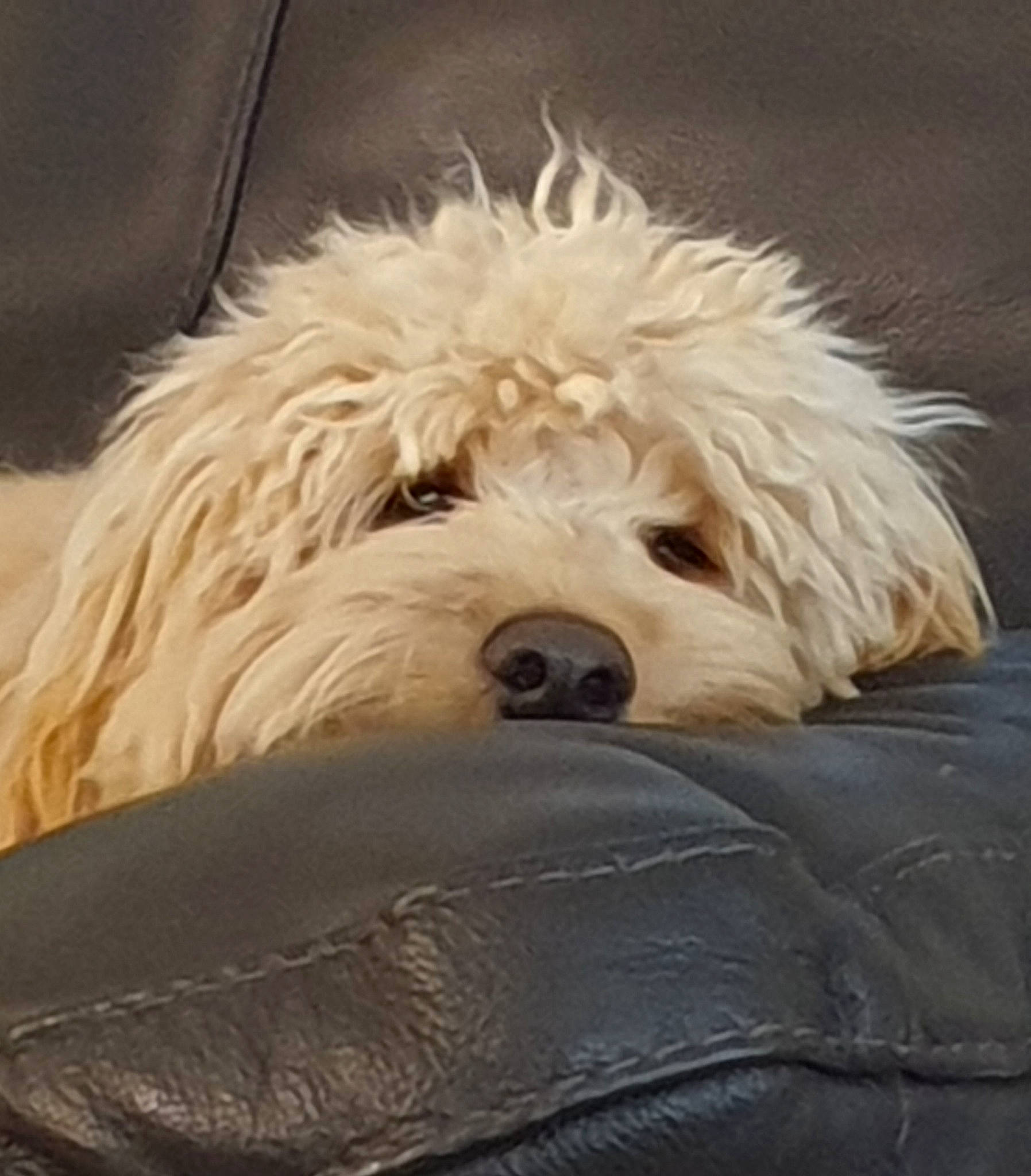 Rossi is registered to the contest to win money with this photo: briquet_griffon_vendeen, canidae, carnivore, cavapoo, cockapoo, coton_de_tulear, dog, dog_breed, dutch_smoushond, goldendoodle, havanese, maltepoo, maltese, mammal, poodle_crossbreed, sapsali, schnoodle, snout, terrier, vertebrate