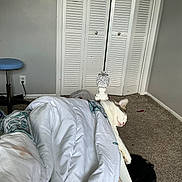 Amir is registered to the contest to win money with this photo: animal, bed, blanket, carpet, cat, comfort, cozy, furniture, gray, home, indoors, peaceful, pet, pillow, relaxation, rest, room, sleeping, stool, white