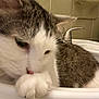 animal, bathroom, cat, closeup, cute, domestic, faucet, feline, fur, gray, household, licking, paw, pet, relaxed, sink, tile, toiletries, whiskers, white