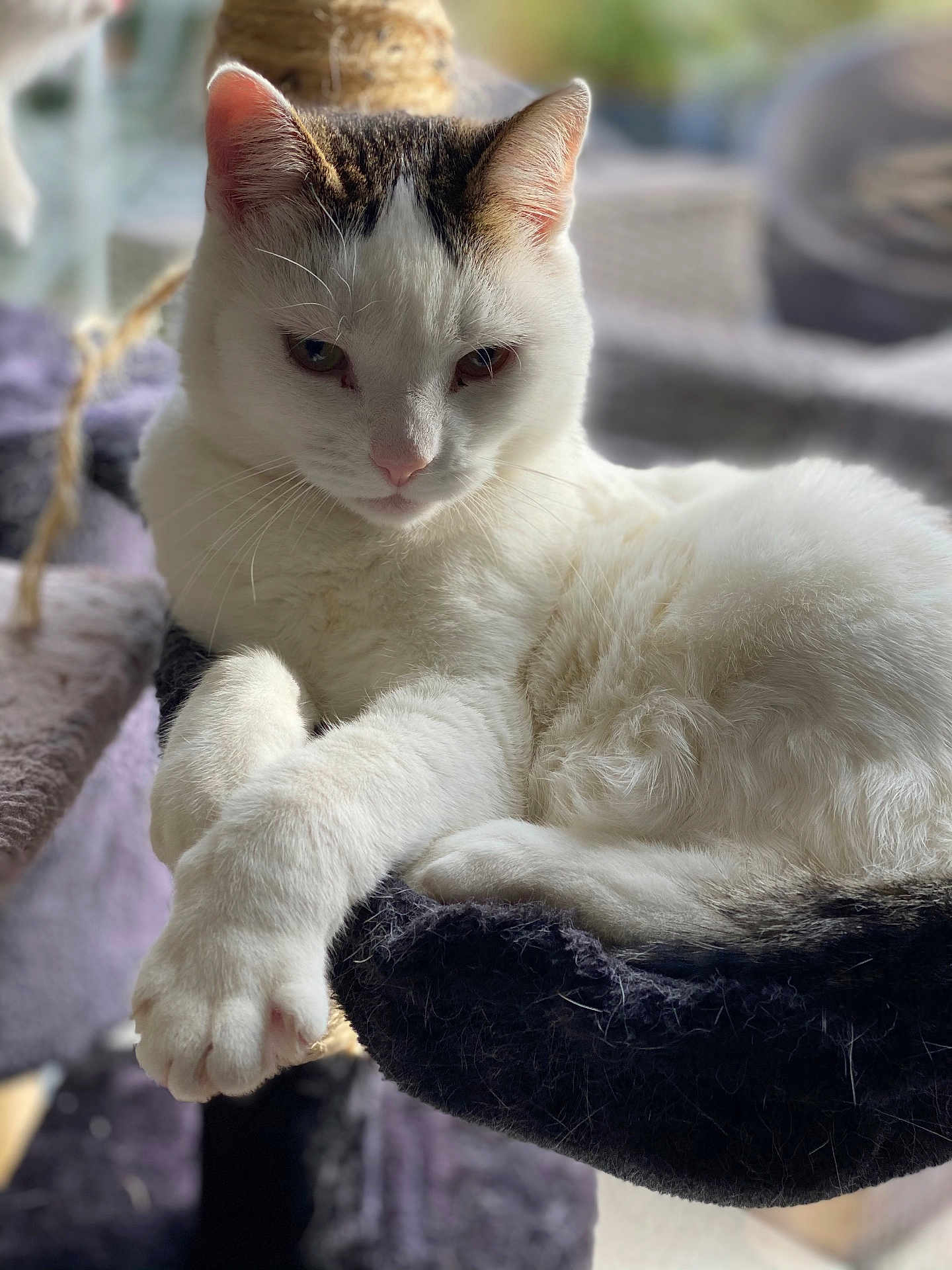 Nina