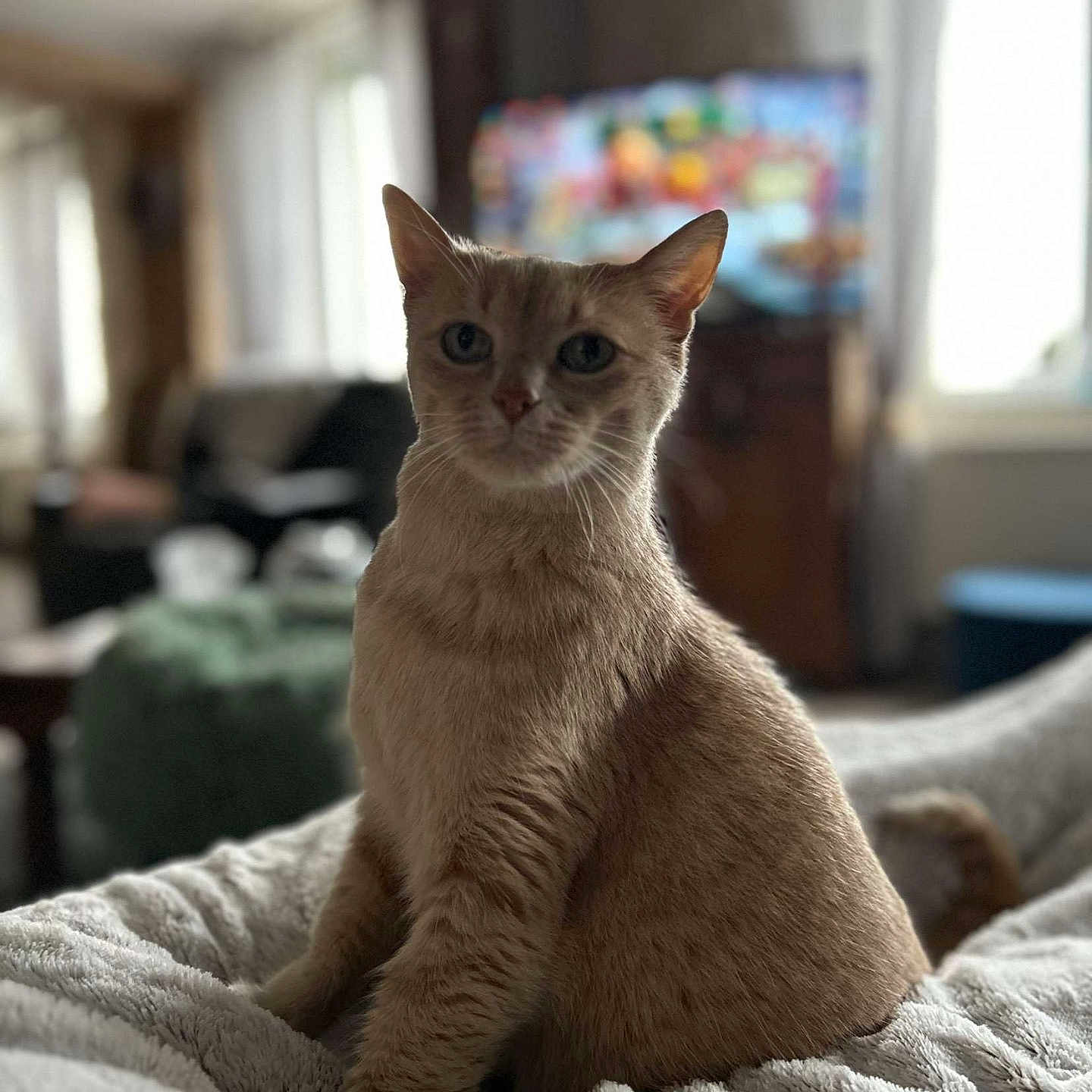 Perle participe au concours pour gagner de l'argent avec cette photo : abyssinian, animal, bed, bedroom, blanket, cat, cushion, furniture, homedecor, indoors, kitten, manx, pet, quilt, room, siamese