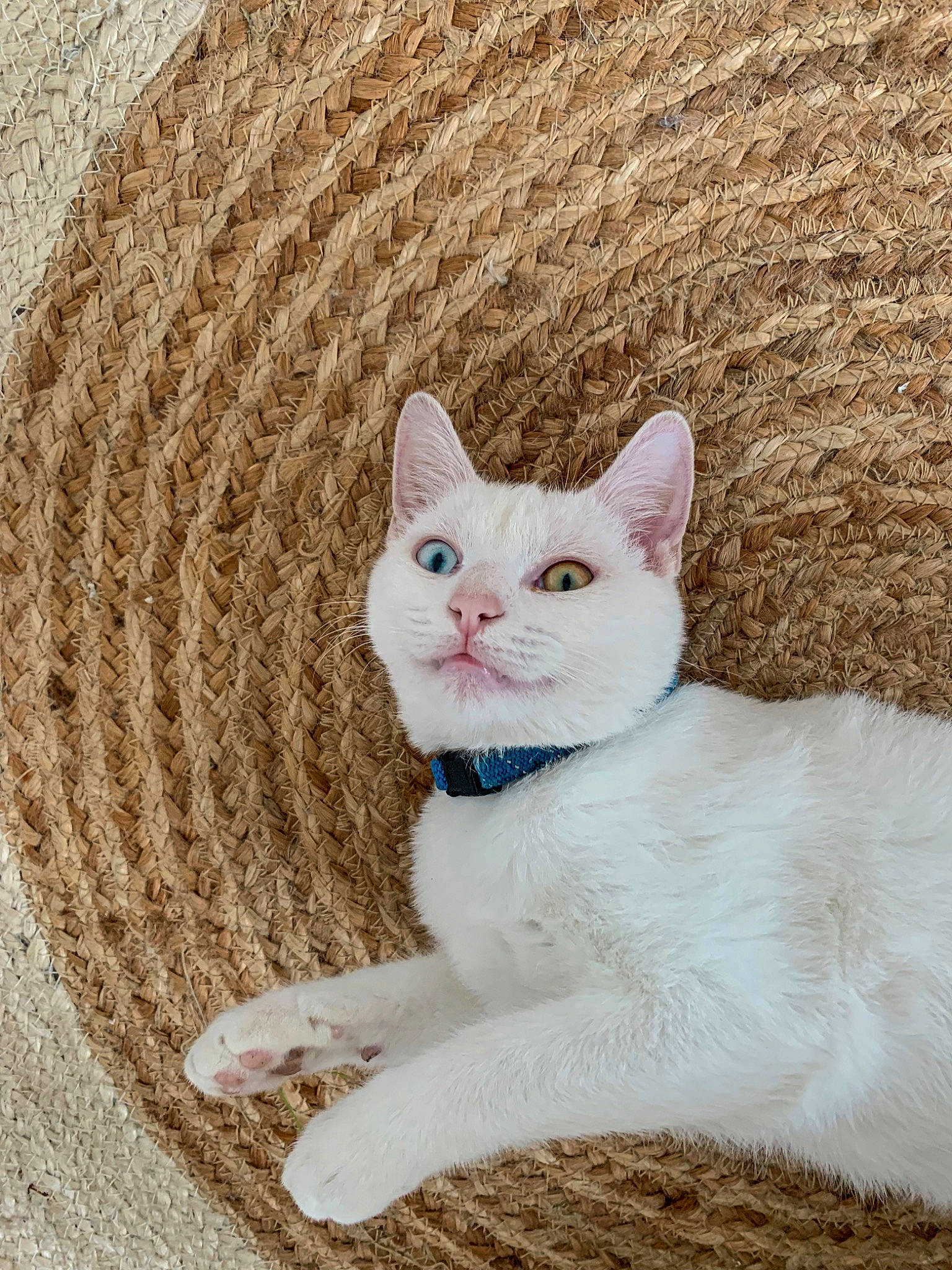 Felix a rejoint le concours — aidez-le/la à gagner de superbes lots ! art, carnivore, cat, comfort, creative_arts, domestic_short_haired_cat, fawn, felidae, fur, paint, pattern, sitting, small_to_medium_sized_cats, snout, tail, terrestrial_animal, whiskers