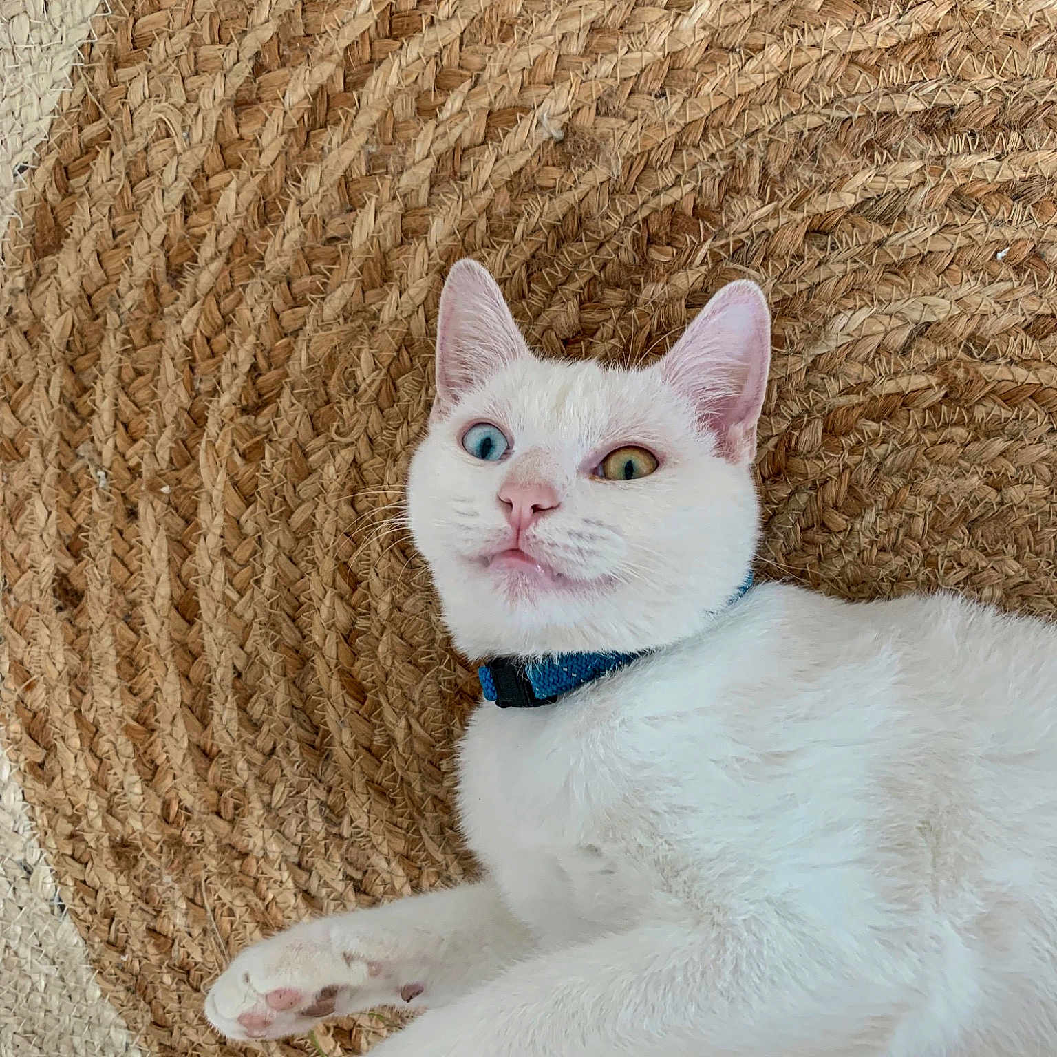 Felix
