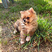 Honey a rejoint le concours — aidez-le/la à gagner de superbes lots ! puppy, dog, pomeranian, grass, outdoor, sunlight, pet, animal, cute, fluffy, small, fur, nature, greenery, young, sitting, curious, adorable, backyard, playful