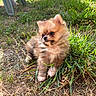 puppy, dog, pomeranian, grass, outdoor, sunlight, pet, animal, cute, fluffy, small, fur, nature, greenery, young, sitting, curious, adorable, backyard, playful