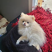 Princesse a rejoint le concours — aidez-le/la à gagner de superbes lots ! adorable, animal, blanket, couch, cozy, cute, dog, fluffy, furry, home, indoor, pet, pillow, pomeranian, puppy, red, relaxing, small, soft, white