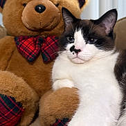 Luna is registered to the contest to win money with this photo: cat, teddy_bear, stuffed_toy, bow_tie, couch, vertical_blinds, plush, pet, feline, black_and_white_cat, sitting, paw, whiskers, fur, indoor, portrait, close_up, stuffed_animal, relaxed, cute