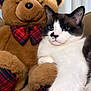 cat, teddy_bear, stuffed_toy, bow_tie, couch, vertical_blinds, plush, pet, feline, black_and_white_cat, sitting, paw, whiskers, fur, indoor, portrait, close_up, stuffed_animal, relaxed, cute