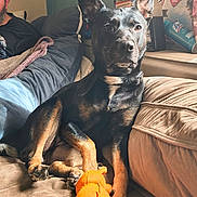 Chica Marie joined the competition — help win amazing prizes! dog, pet, black_and_tan, sitting, couch, living_room, indoor, portrait, upright_ears, collar, rope_toy, orange_toy, sunlight, cozy, home, human, furniture, relaxed, alert, photography