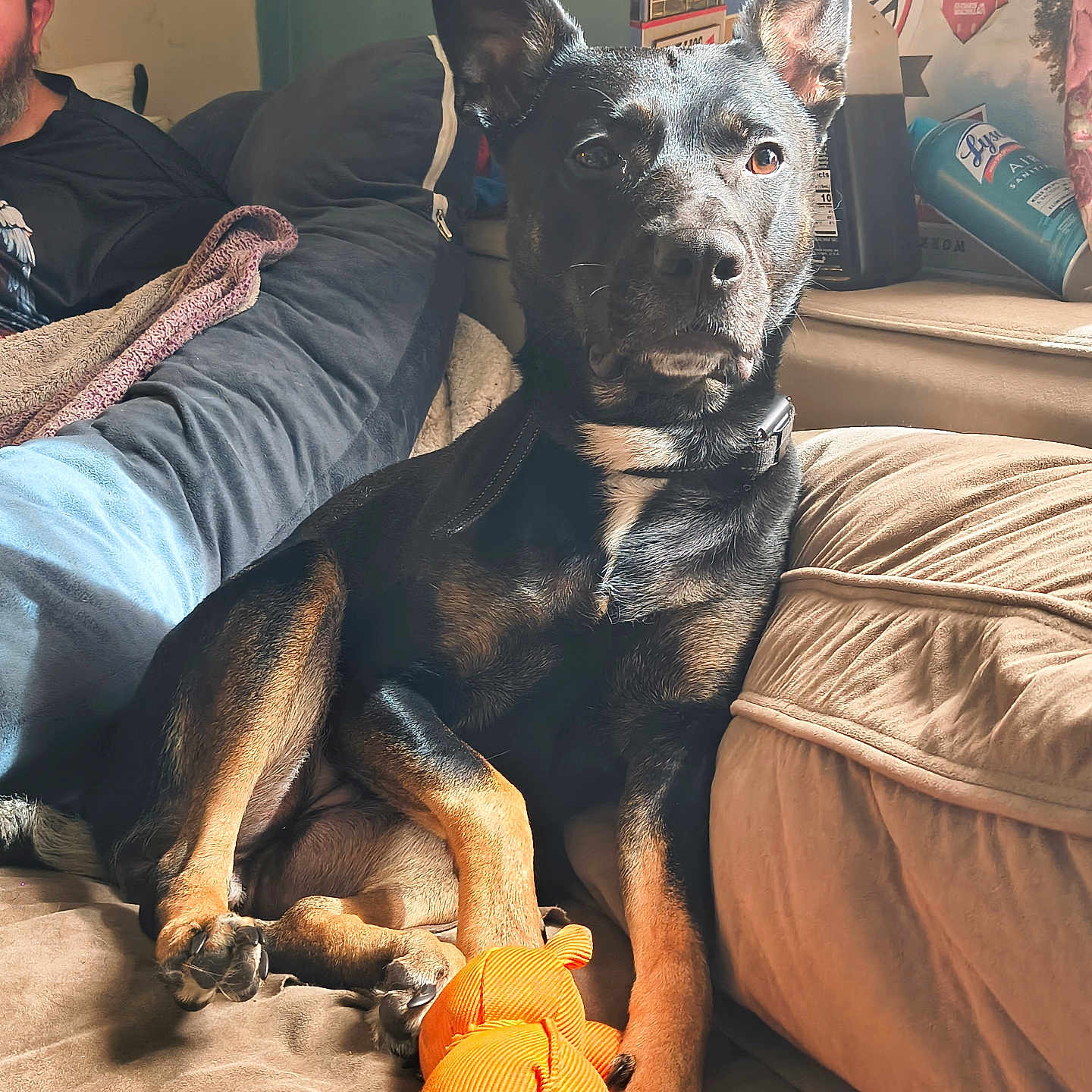 Chica Marie joined the competition — help win amazing prizes! dog, pet, black_and_tan, sitting, couch, living_room, indoor, portrait, upright_ears, collar, rope_toy, orange_toy, sunlight, cozy, home, human, furniture, relaxed, alert, photography