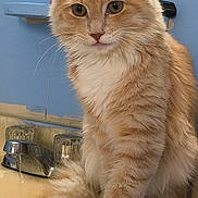 Mary Mcmillian joined the competition — help win amazing prizes! bathroom, cat, close_up, curious, cute, eyes, faucet, feline, fluffy_fur, ginger_cat, indoor, orange_tabby, paws, pet, portrait, sink, sitting, tail, water_drip, whiskers