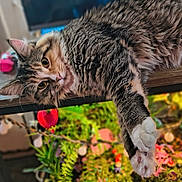 Nika is registered to the contest to win money with this photo: cat, tabby, fluffy, long_hair, pet, animal, face, eyes, whiskers, paws, claws, wooden_shelf, indoors, colorful, plants, flowers, blurred_background, relaxed, lying_down, portrait