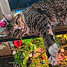 cat, tabby, fluffy, long_hair, pet, animal, face, eyes, whiskers, paws, claws, wooden_shelf, indoors, colorful, plants, flowers, blurred_background, relaxed, lying_down, portrait