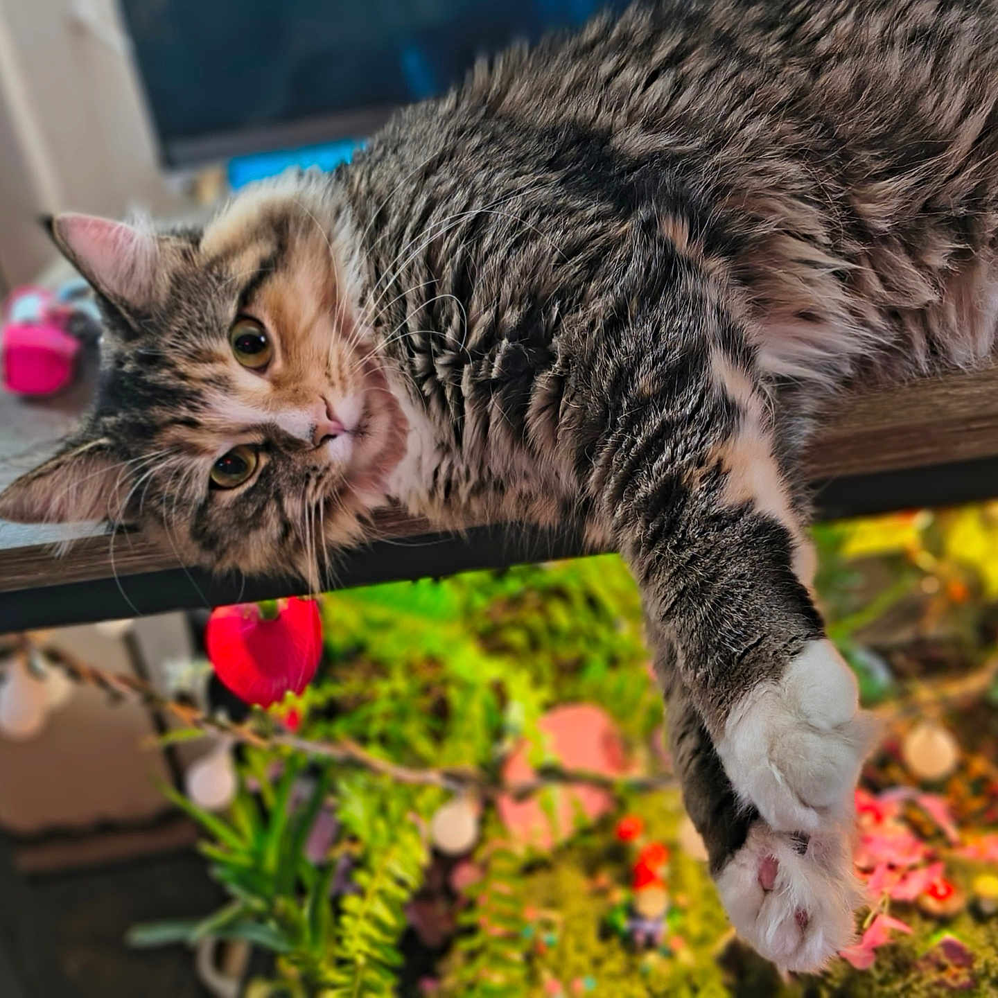 Nika is registered to the contest to win money with this photo: cat, tabby, fluffy, long_hair, pet, animal, face, eyes, whiskers, paws, claws, wooden_shelf, indoors, colorful, plants, flowers, blurred_background, relaxed, lying_down, portrait