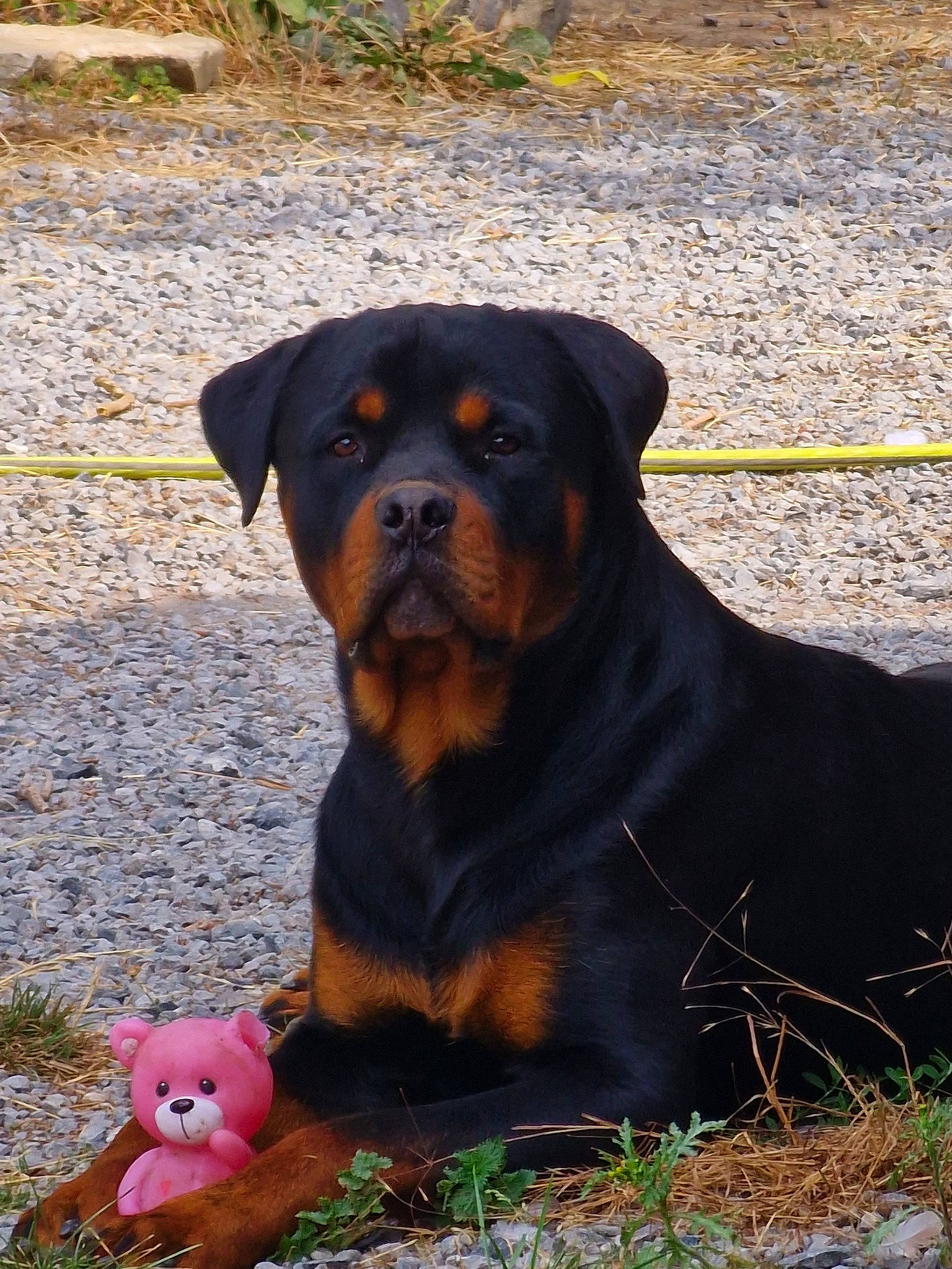 Spyk a rejoint le concours — aidez-le/la à gagner de superbes lots ! austrian_black_and_tan_hound, canidae, carnivore, companion_dog, dog, dog_breed, fawn, grass, guard_dog, hound, hunting_dog, landscape, mammal, plant, rottweiler, terrestrial_animal, toy, vertebrate, working_animal, working_dog