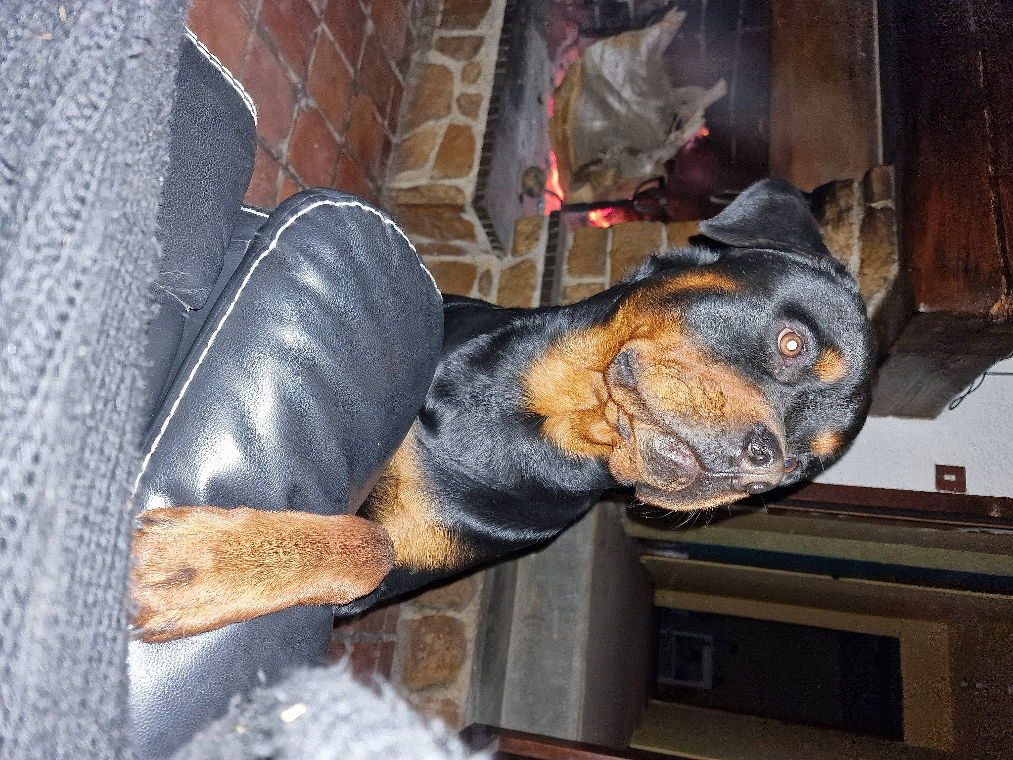 Spyk participe au concours pour gagner de l'argent avec cette photo : canidae, carnivore, dog_breed, fur, guard_dog, sporting_group, window, wood, working_animal, working_dog