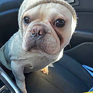 Bobbi is registered to the contest to win money with this photo: dog, french_bulldog, hat, knit_hat, pom_pom, sweater, car, car_interior, pet, animal, cute, portrait, seated, close_up, wrinkles, light, sunlight, black_seat, curious, indoors