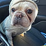 dog, french_bulldog, hat, knit_hat, pom_pom, sweater, car, car_interior, pet, animal, cute, portrait, seated, close_up, wrinkles, light, sunlight, black_seat, curious, indoors