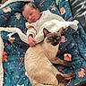 Kiara participe au concours pour gagner de l'argent avec cette photo : baby, newborn, cat, siamese_cat, sleeping, animal, pet, portrait, blanket, holiday, christmas, candy_canes, indoor, couch, lying_down, brown_fur, blue_eyes, peaceful, cozy, family