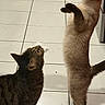cat, cats, siamese_cat, tabby_cat, standing, lying_down, indoor, bathroom, floor, tiles, pet, feline, fur, whiskers, eyes, ears, tail, paws, funny, animal_photography