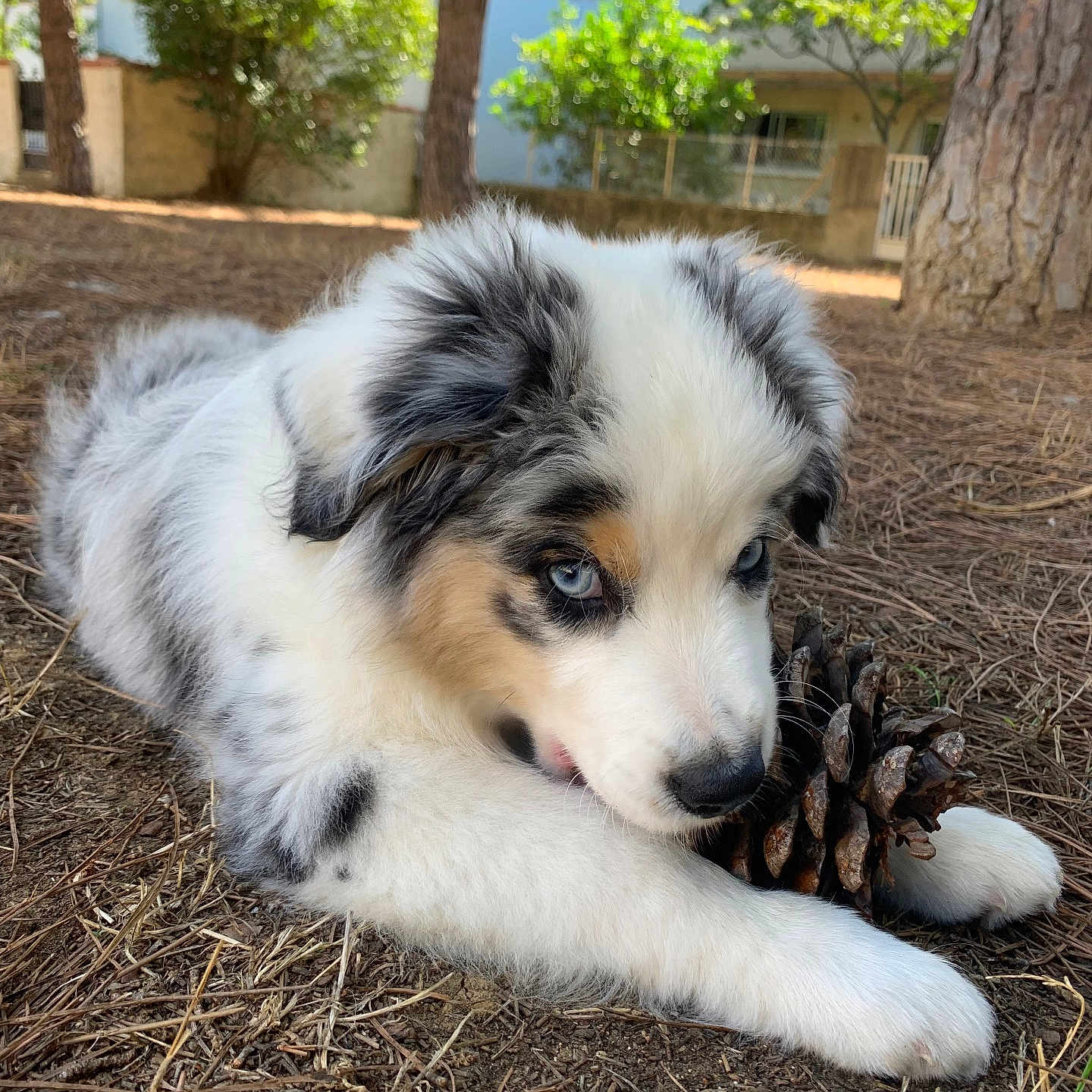Blue a rejoint le concours — aidez-le/la à gagner de superbes lots ! puppy, dog, blue_eyes, merle_coat, pine_cone, outdoor, trees, grass, sunlight, nature, playful, cute, pet, fur, animal, young_dog, closeup, lying_down, backyard, daylight