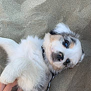 Blue participe au concours pour gagner de l'argent avec cette photo : puppy, dog, sand, pet, animal, cute, fluffy, blue_eyes, lying_down, playful, collar, leash, hand, outdoor, young, fur, petting, adorable, closeup, portrait
